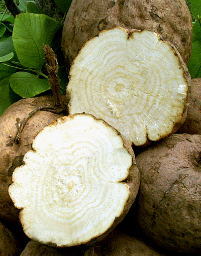 PuerariaThai™ - A traditional rejuvenating Quality herbs | Pueraria ...