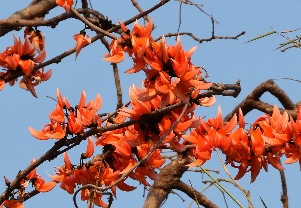 A Review on Butea monosperma (Lam.) kuntze A Great